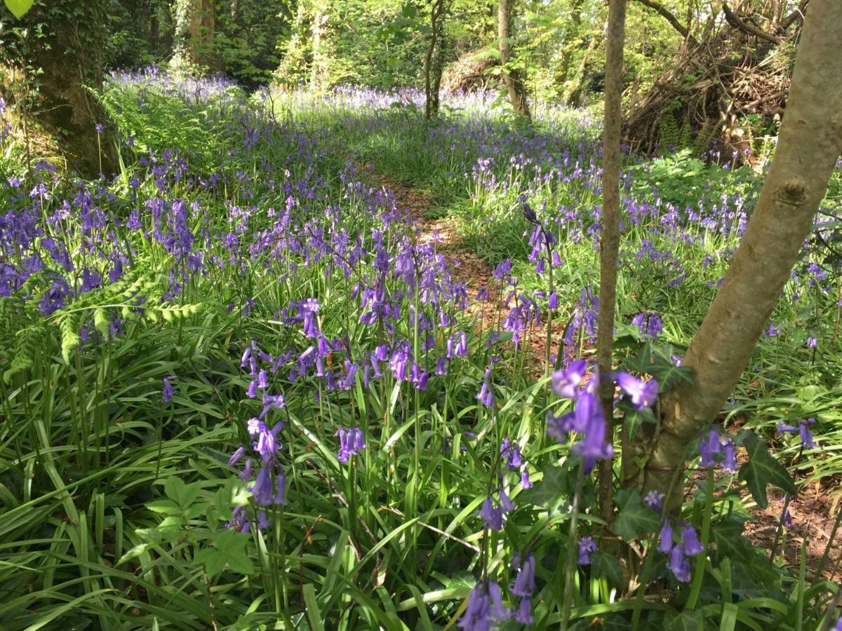 Blackhill Woods Retreat Abbeyleix Kültér fotó